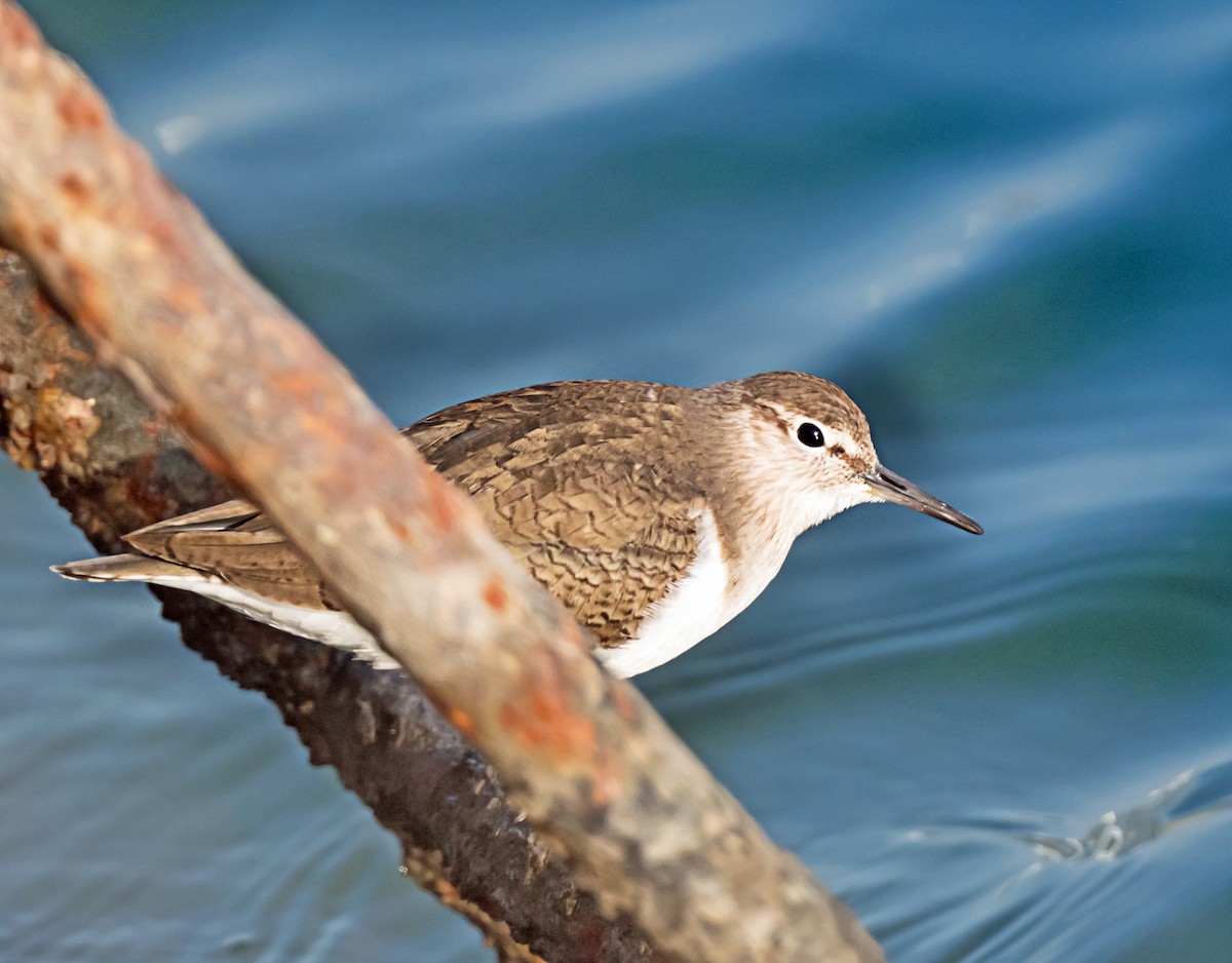 Piro piro piccolo - ML650564328