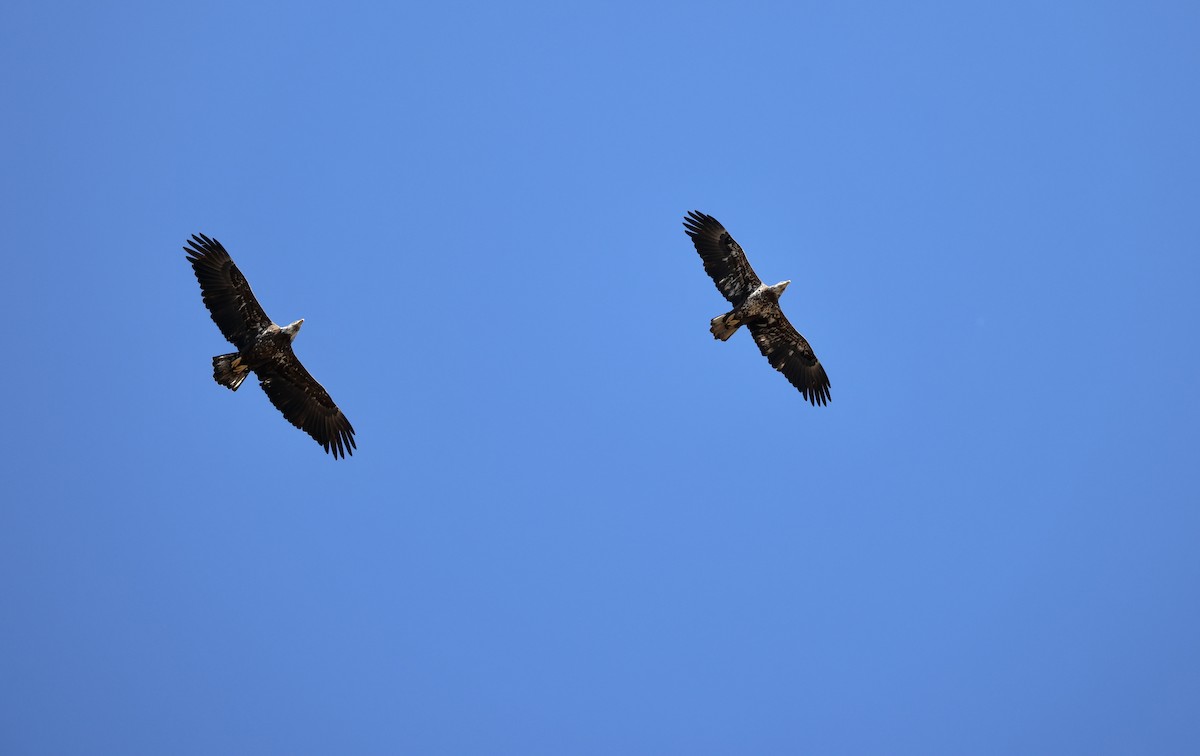 Bald Eagle - ML650564380
