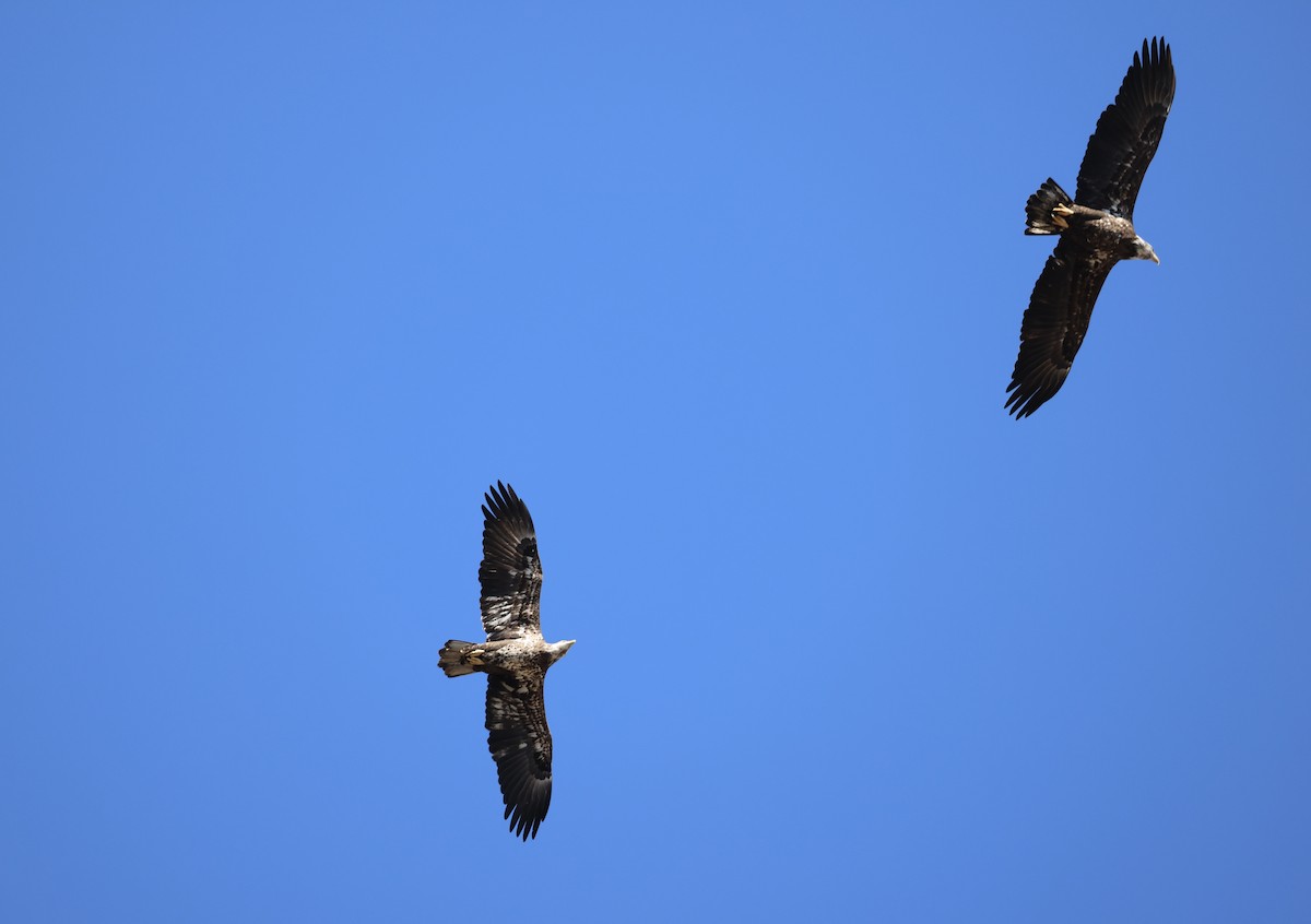 Bald Eagle - ML650564394