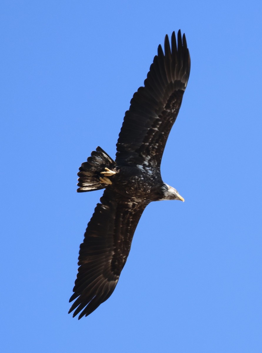 Bald Eagle - ML650564437
