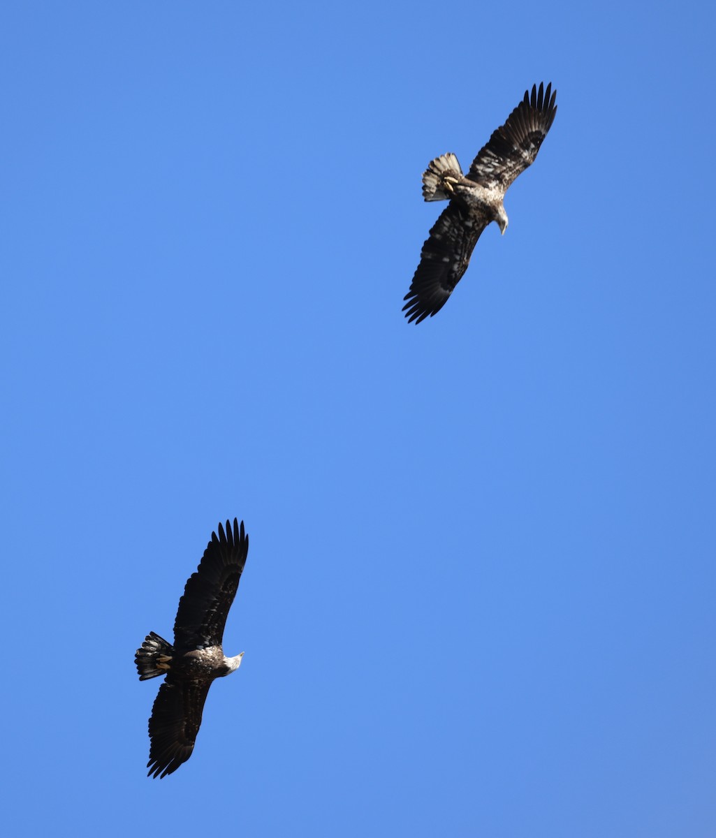 Bald Eagle - ML650564455