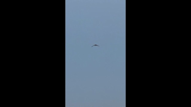 Short-eared Owl - ML650564511