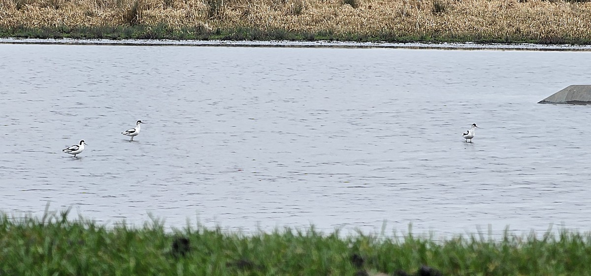 Pied Avocet - ML650564740