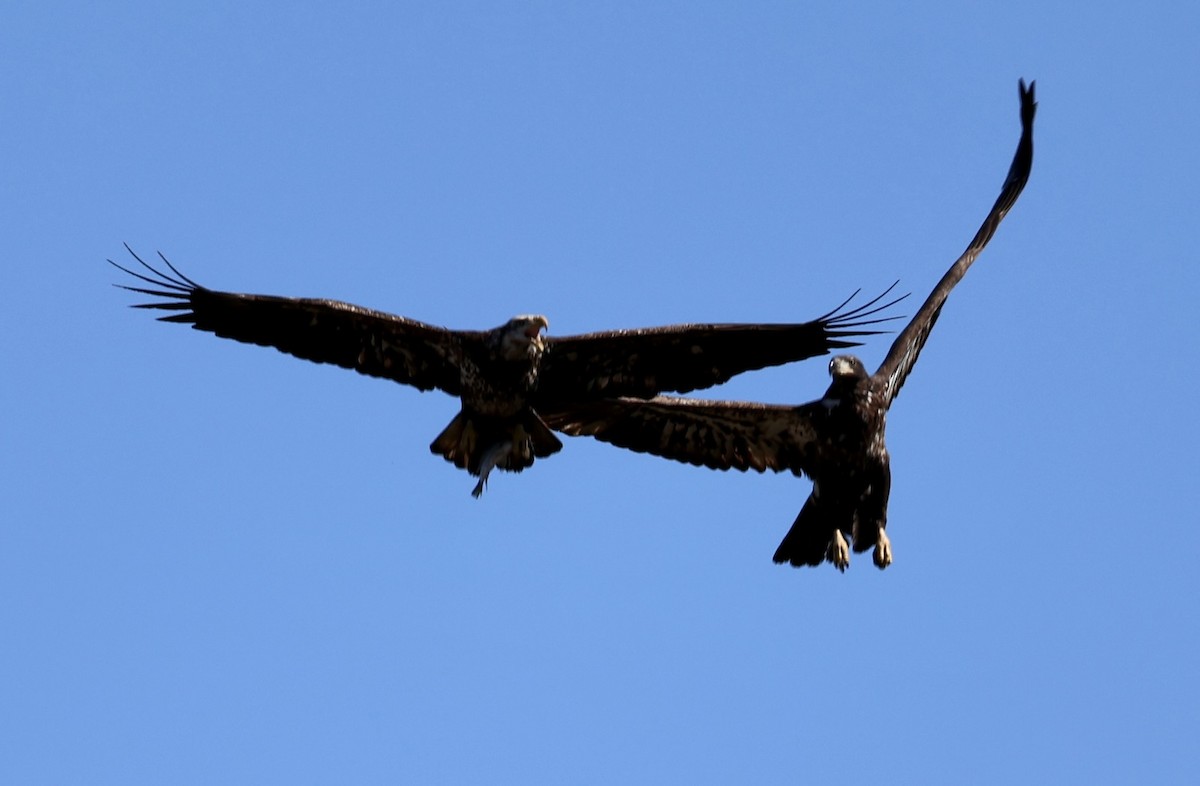 Bald Eagle - ML650564780