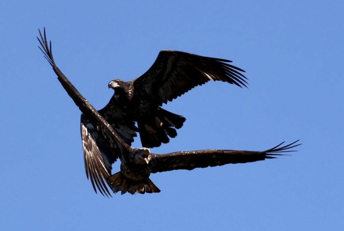 Bald Eagle - ML650564790