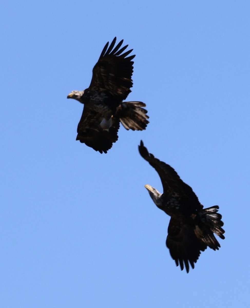 Bald Eagle - ML650564802