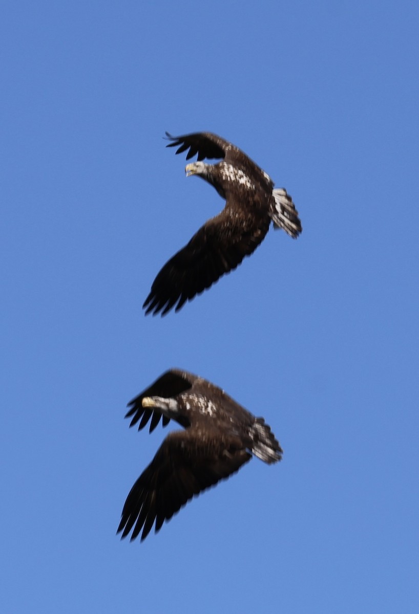 Bald Eagle - ML650564810