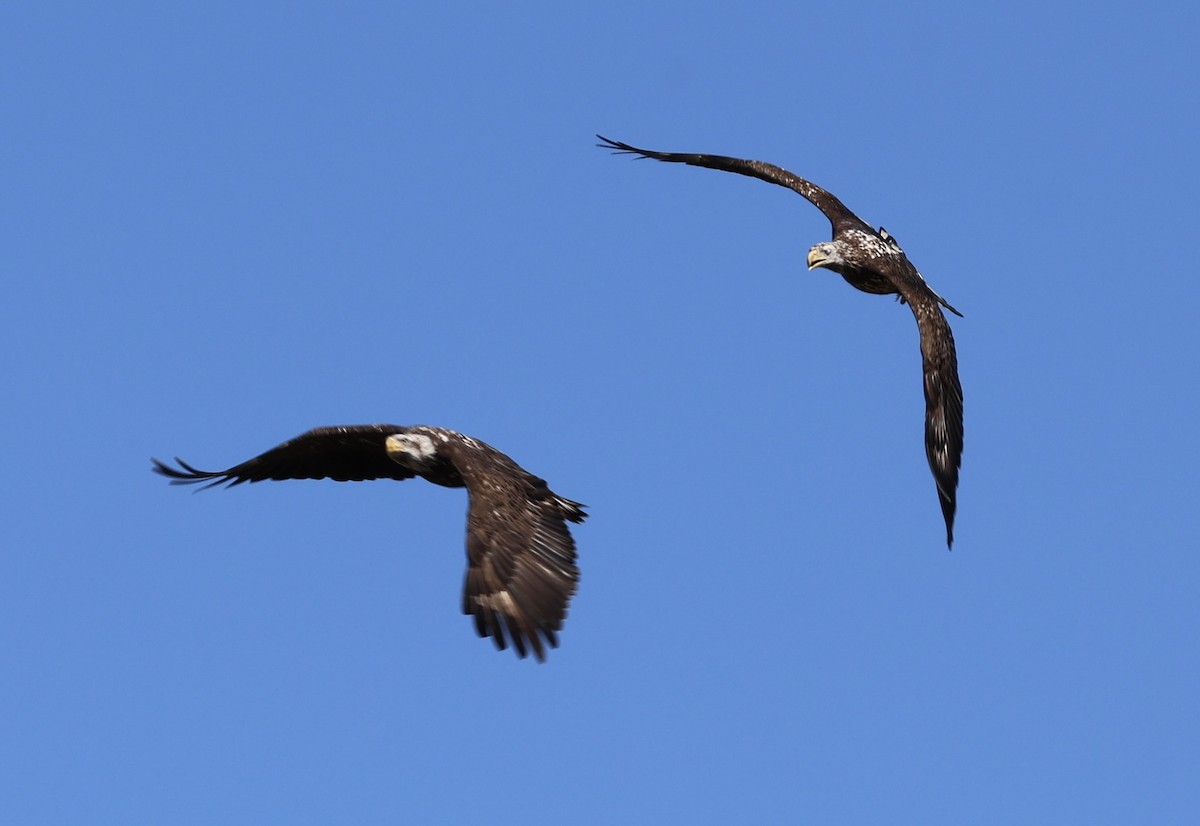 Bald Eagle - ML650564819