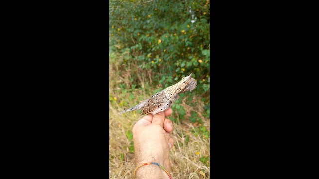 Eurasian Wryneck - ML650564874