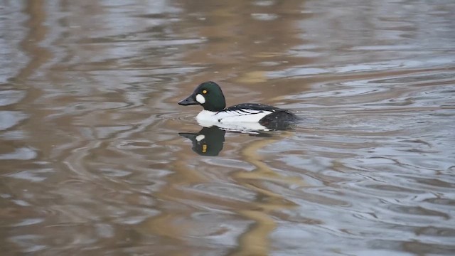Common Goldeneye - ML650565148