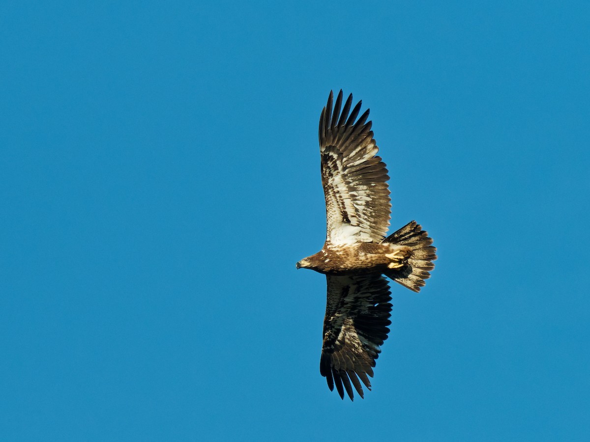 Bald Eagle - ML650565273