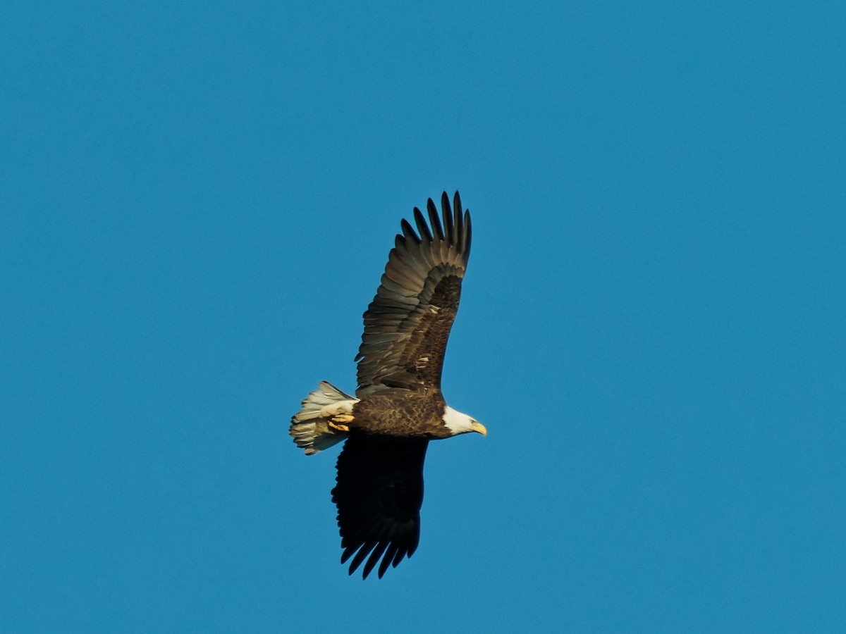 Bald Eagle - ML650565278