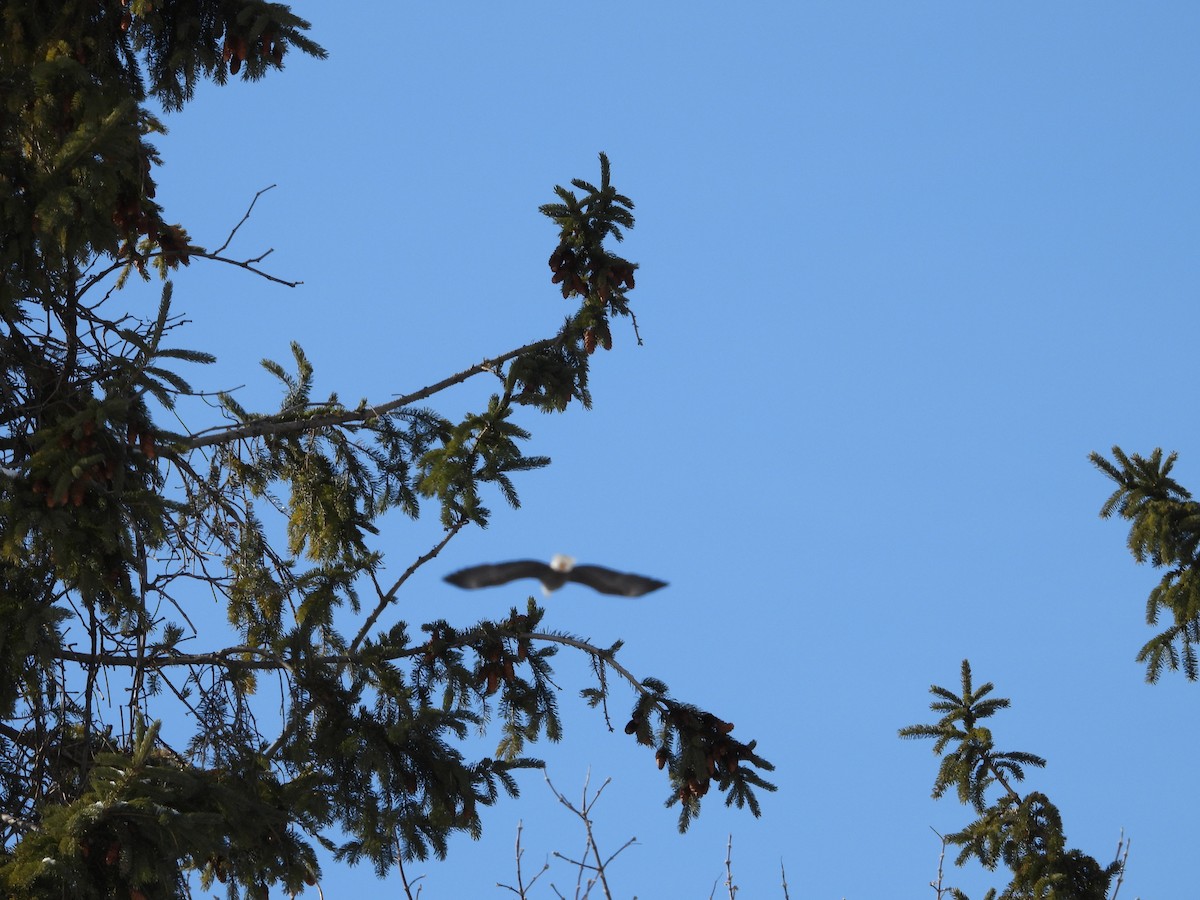 Bald Eagle - ML650565398