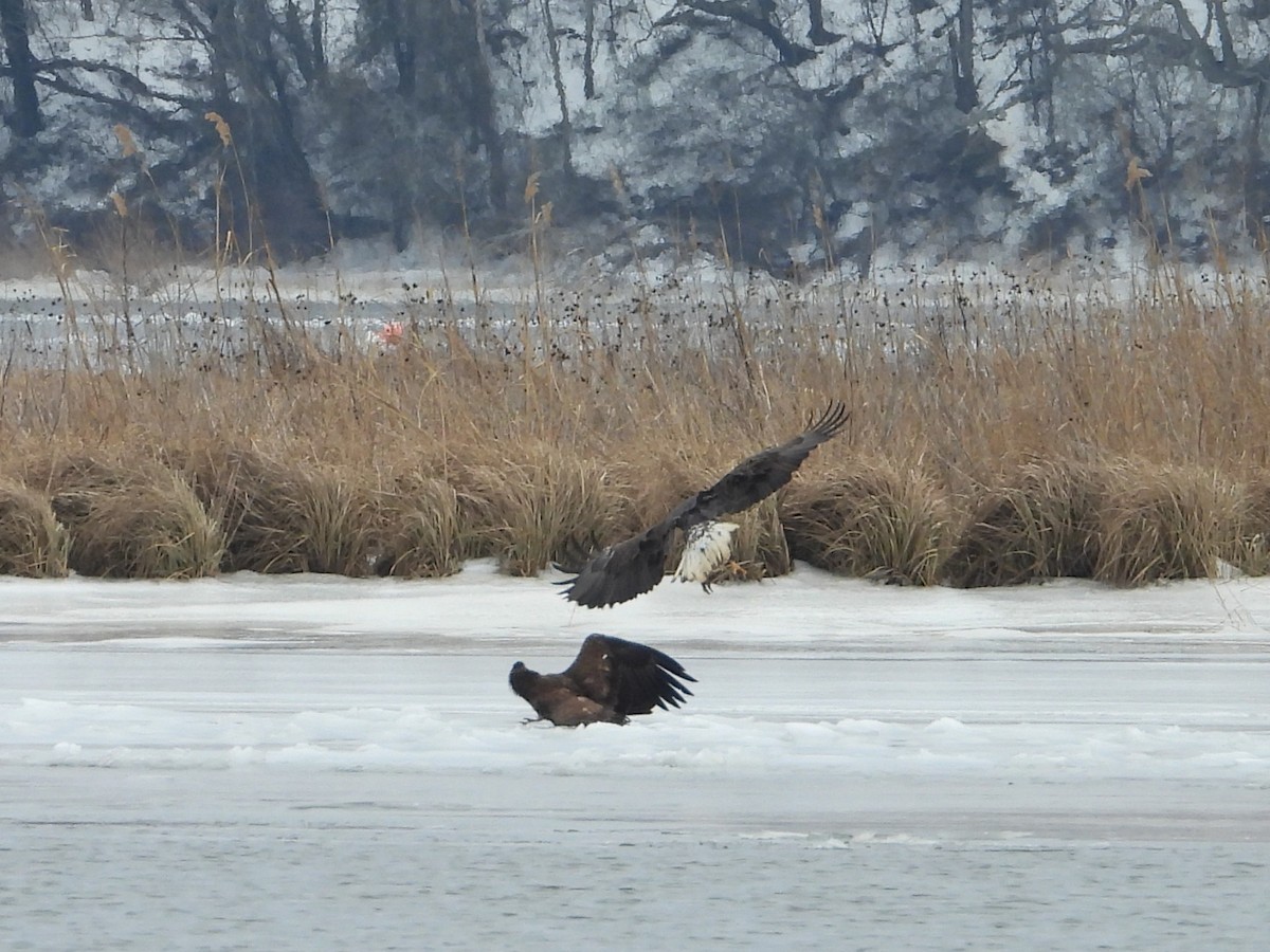 Bald Eagle - ML650565432