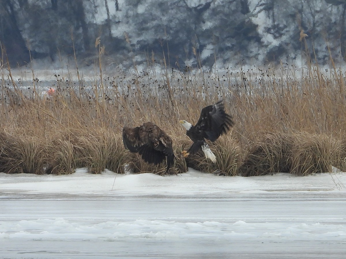 Bald Eagle - ML650565498