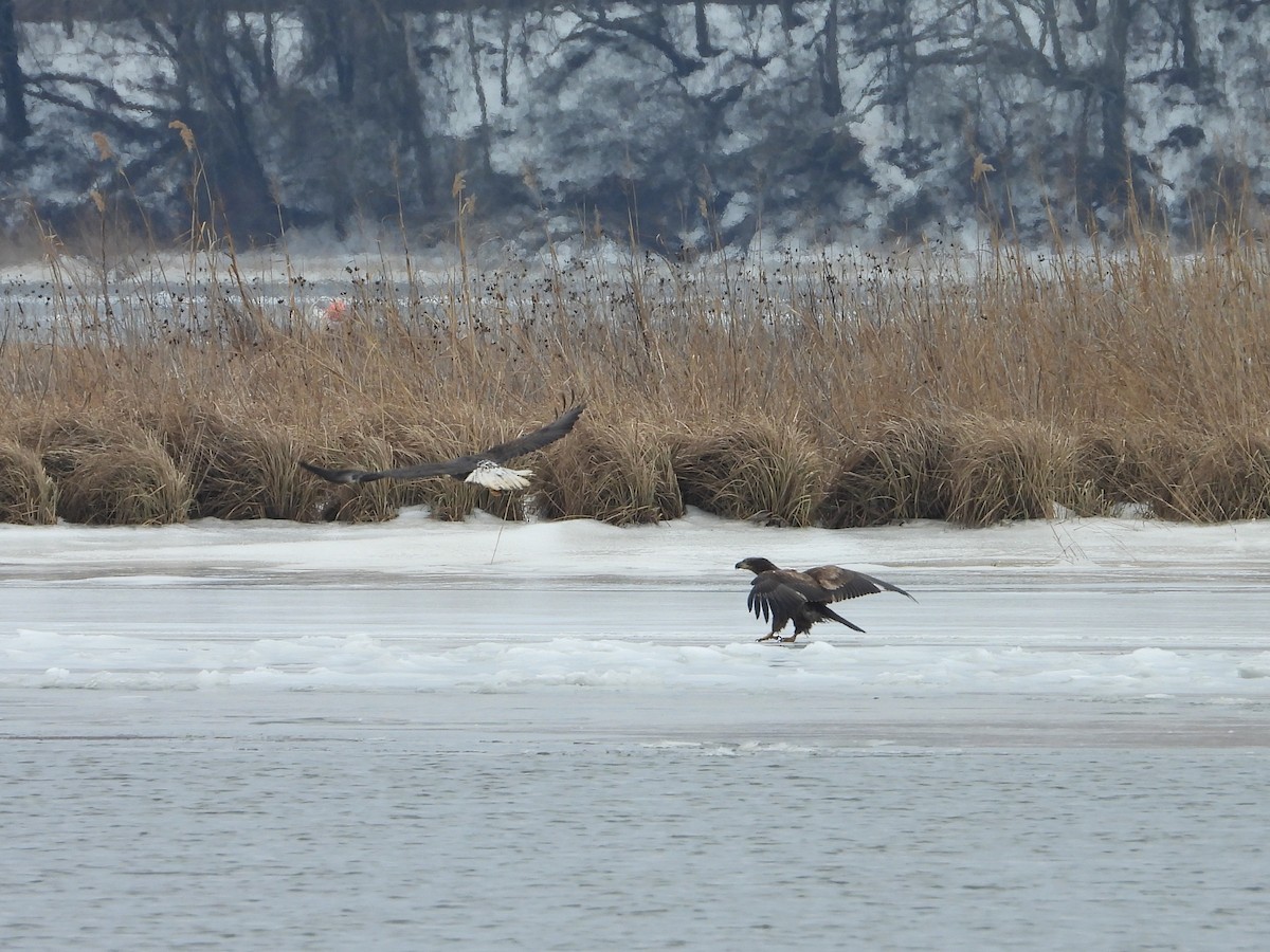 Bald Eagle - ML650565590