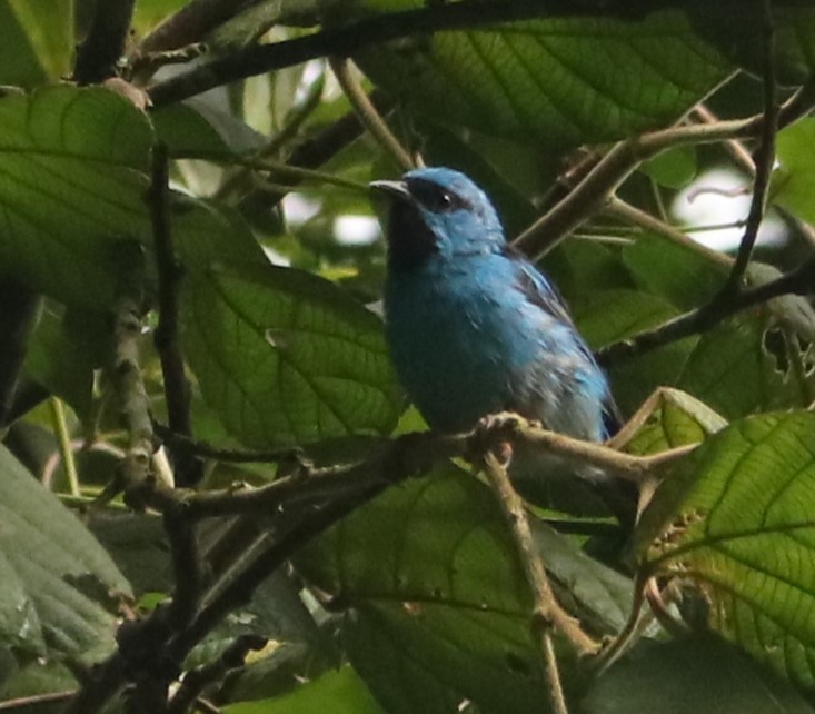 ヒワミツドリ - ML650565606