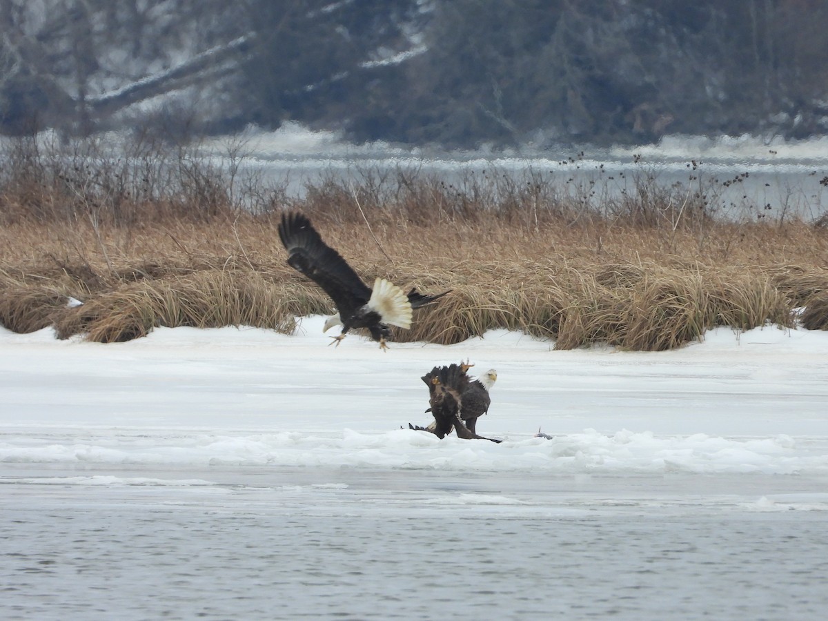 Bald Eagle - ML650565682