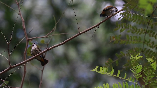 Yellow-vented Flowerpecker - ML650565703