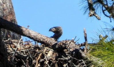 Bald Eagle - ML650565998