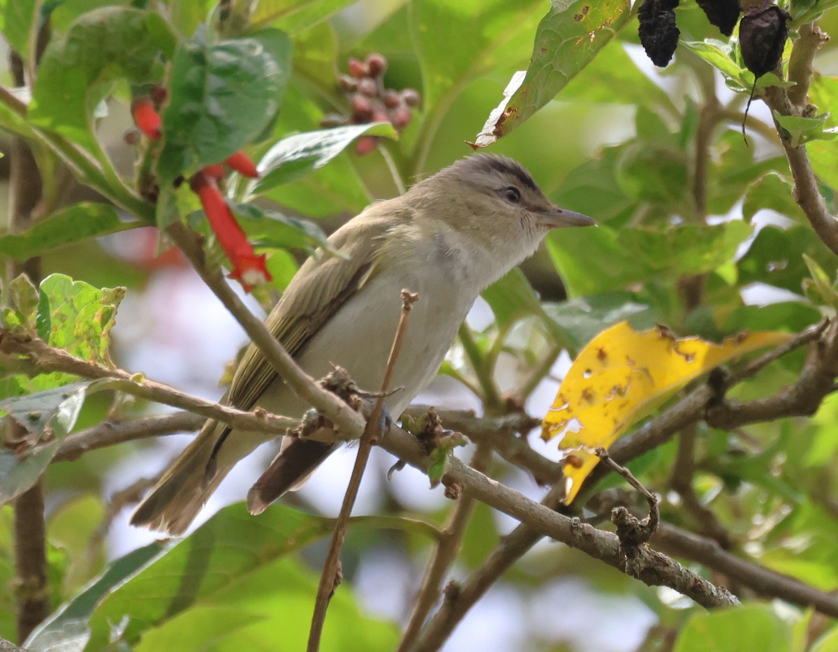 Red-eyed Vireo - ML650566030