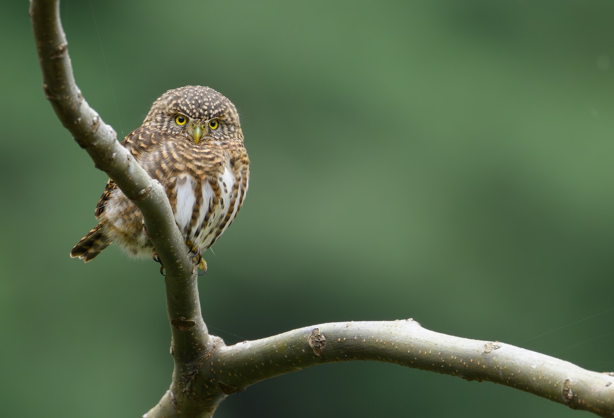 Сичик-горобець малий - ML650566072