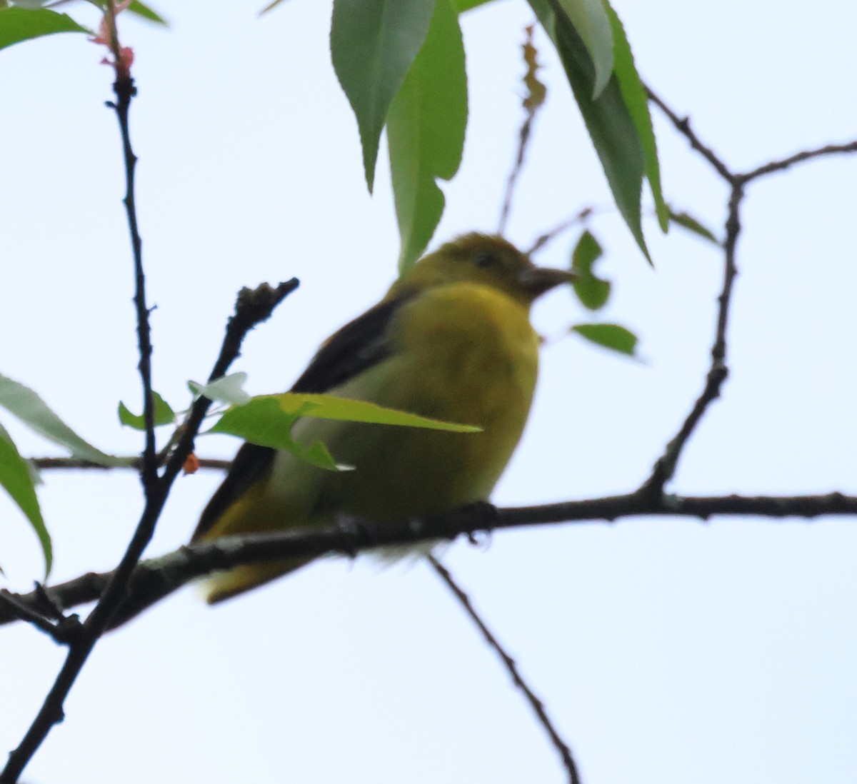 Scarlet Tanager - ML650566074