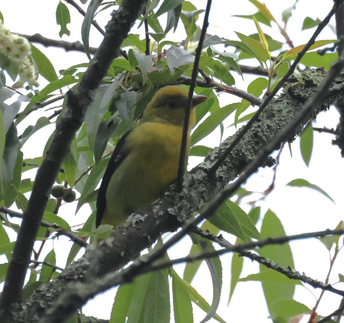 Scarlet Tanager - ML650566075