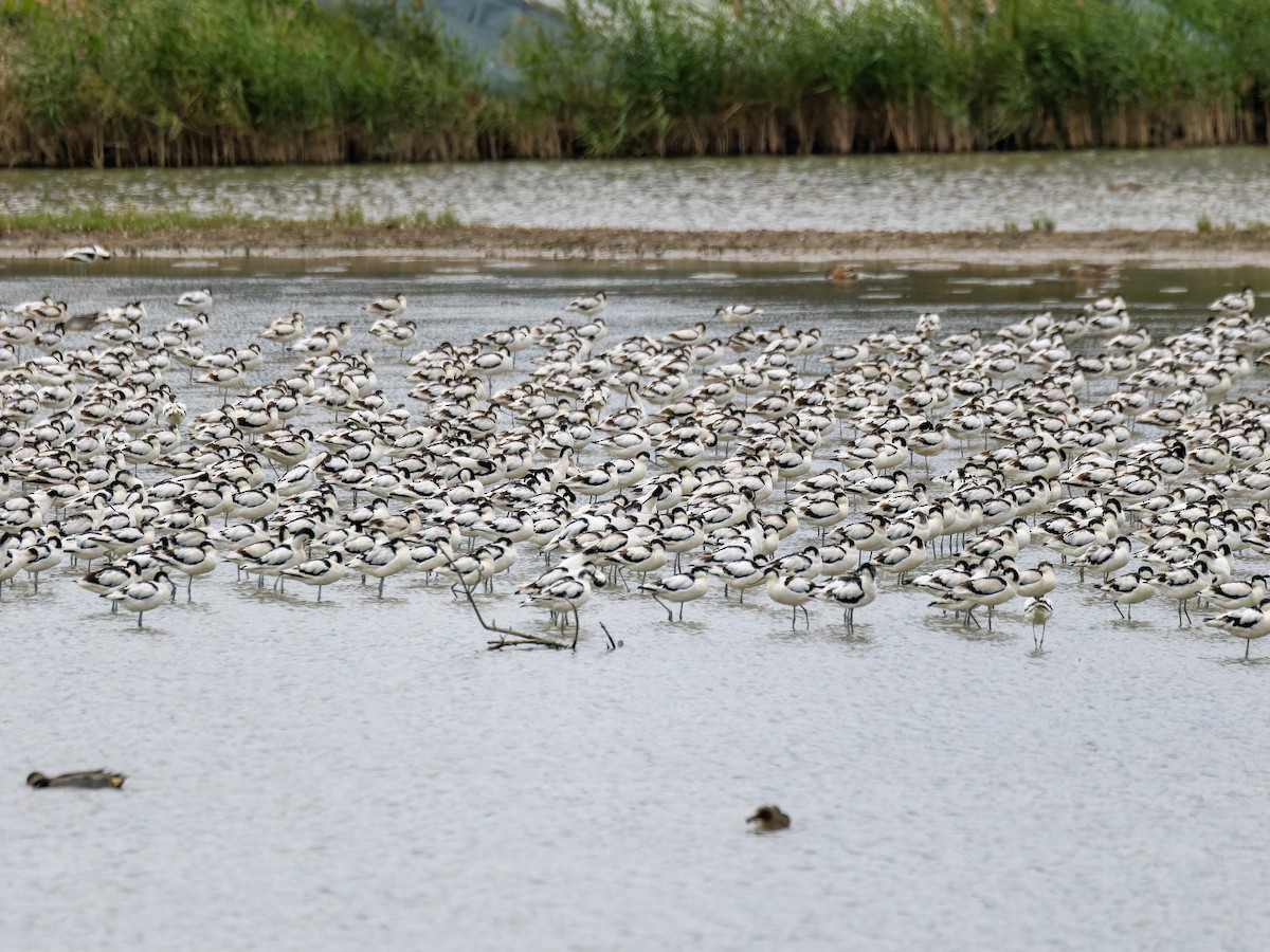 Pied Avocet - ML650566149