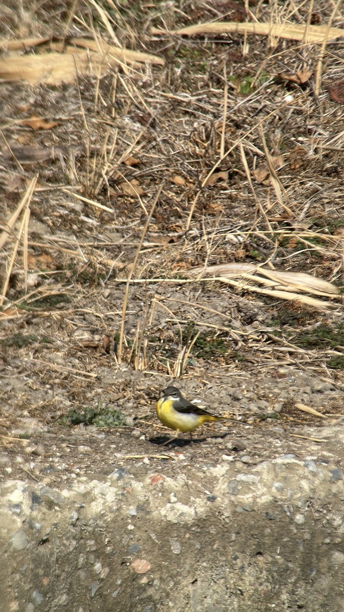 灰鶺鴒 - ML650566163