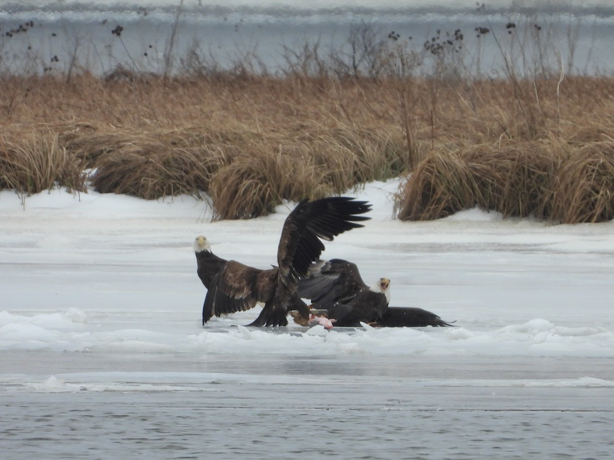 Bald Eagle - ML650566216