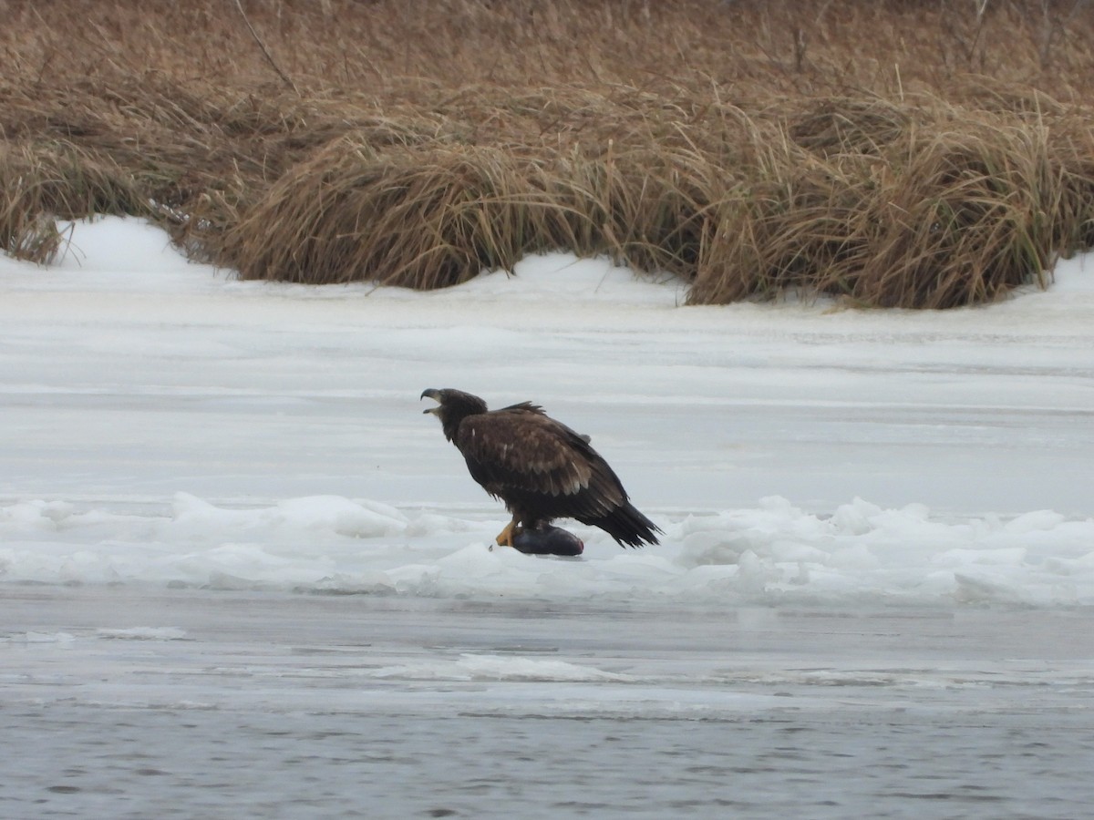 Bald Eagle - ML650566220