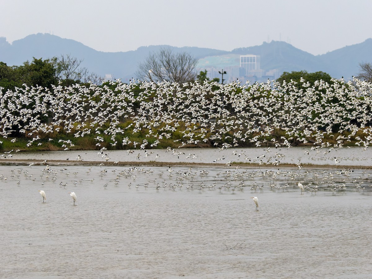Pied Avocet - ML650566221