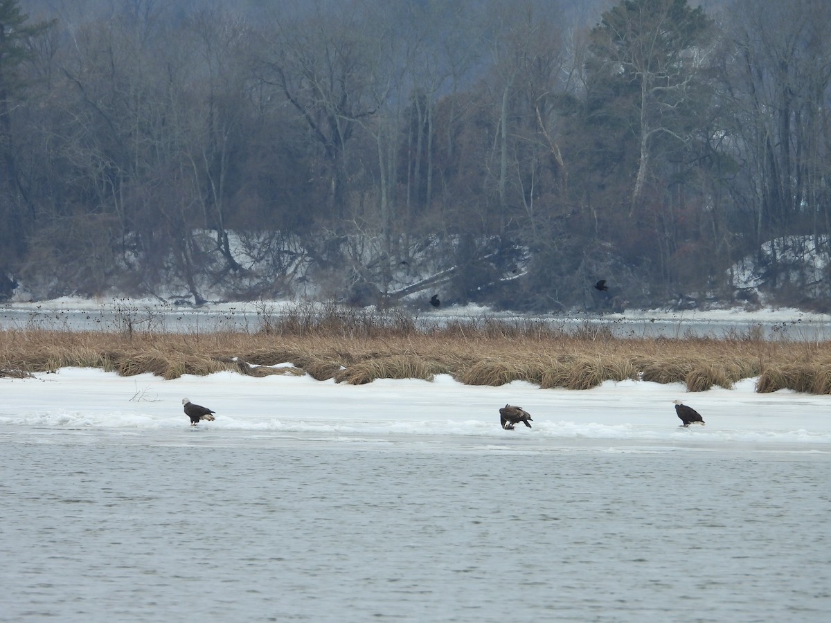 Bald Eagle - ML650566233