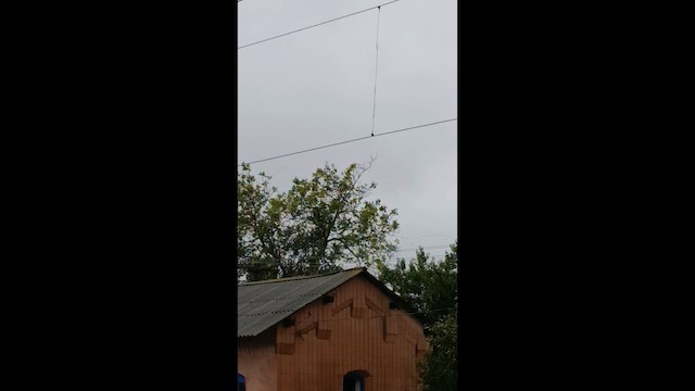 Common Crane - ML650566384