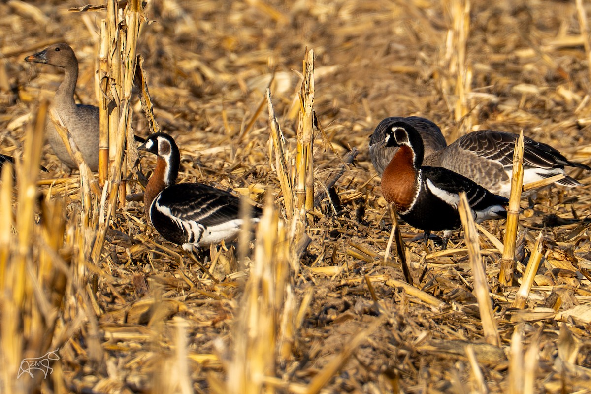 Казарка червоновола - ML650566484