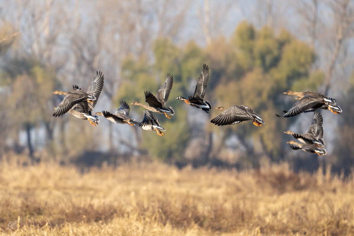 Казарка червоновола - ML650566493