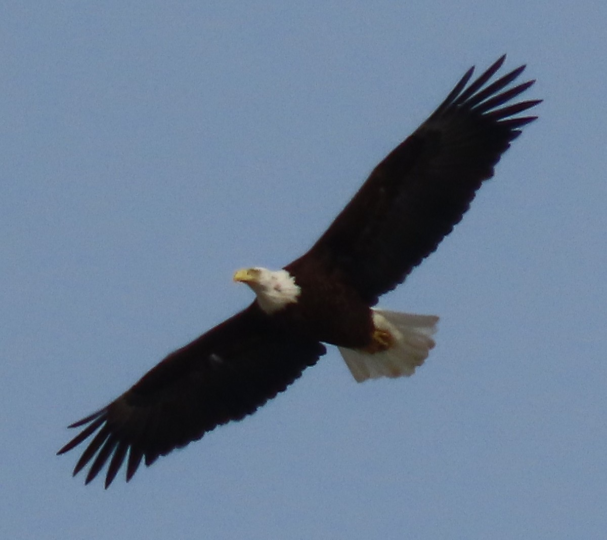 Bald Eagle - ML650566513