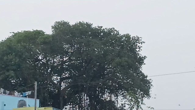 Rosy Starling - ML650566577