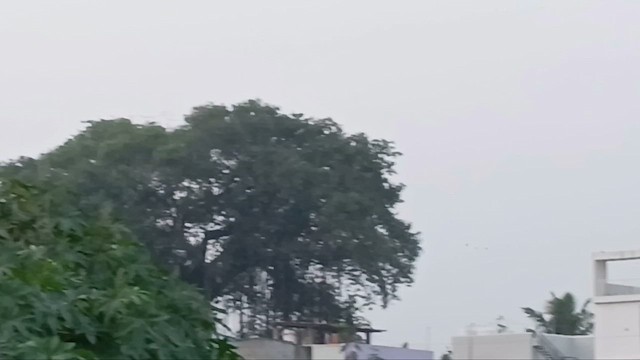 Rosy Starling - ML650566578