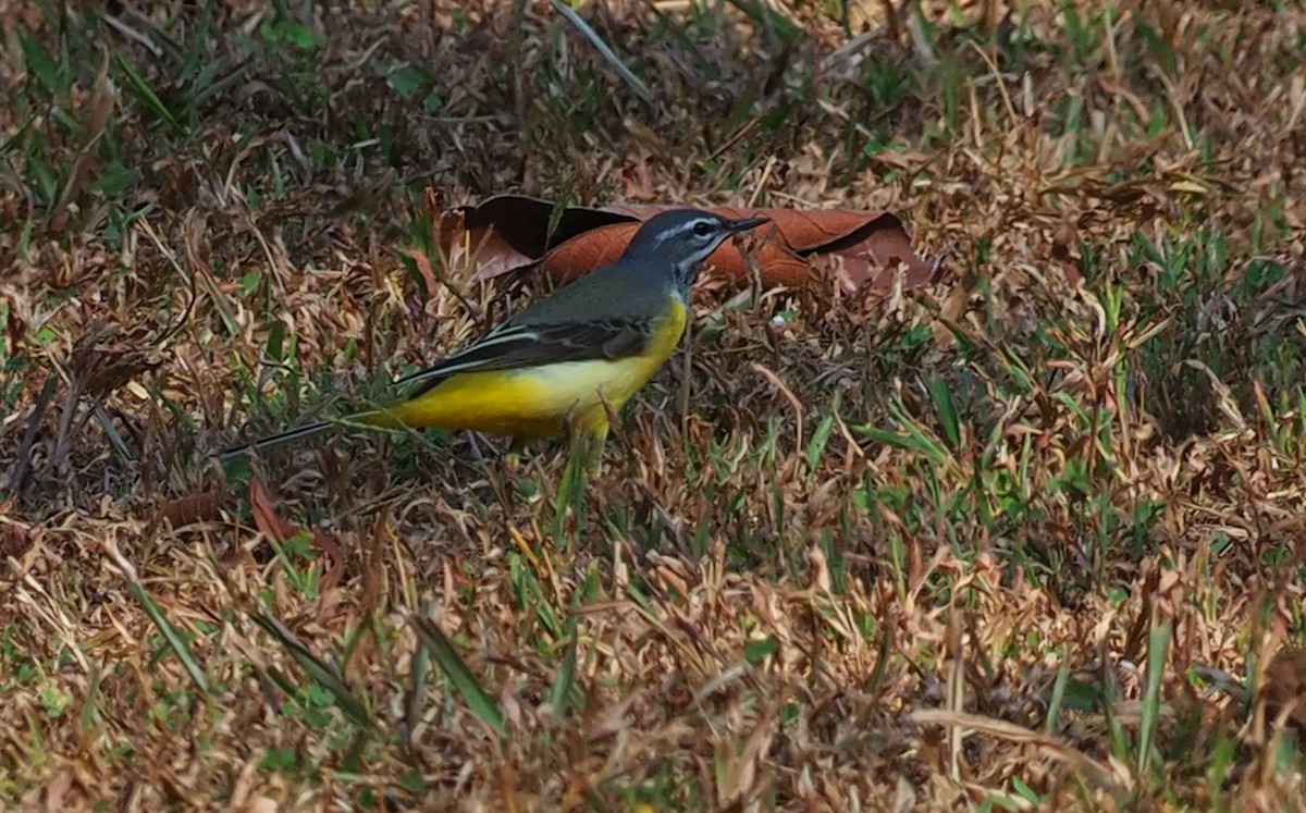 灰鶺鴒 - ML650566603