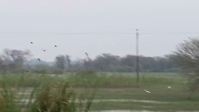 Rosy Starling - ML650566657