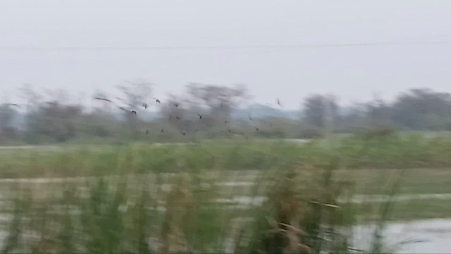 Rosy Starling - ML650566658