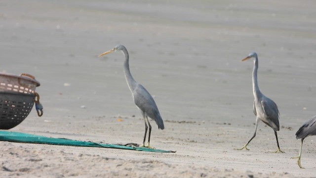 Western Reef-Heron - ML650566846