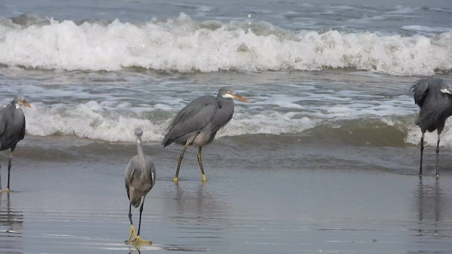 Western Reef-Heron - ML650566865