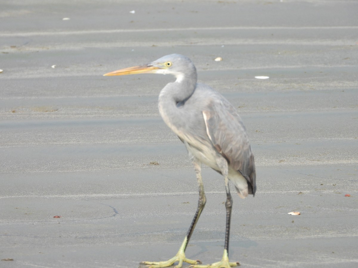 Western Reef-Heron - ML650566877
