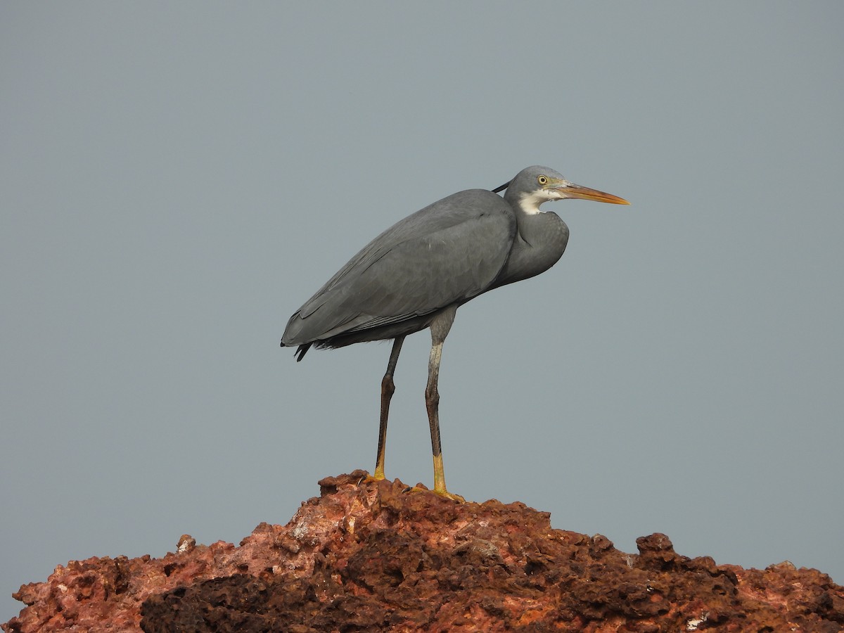 Western Reef-Heron - ML650566878