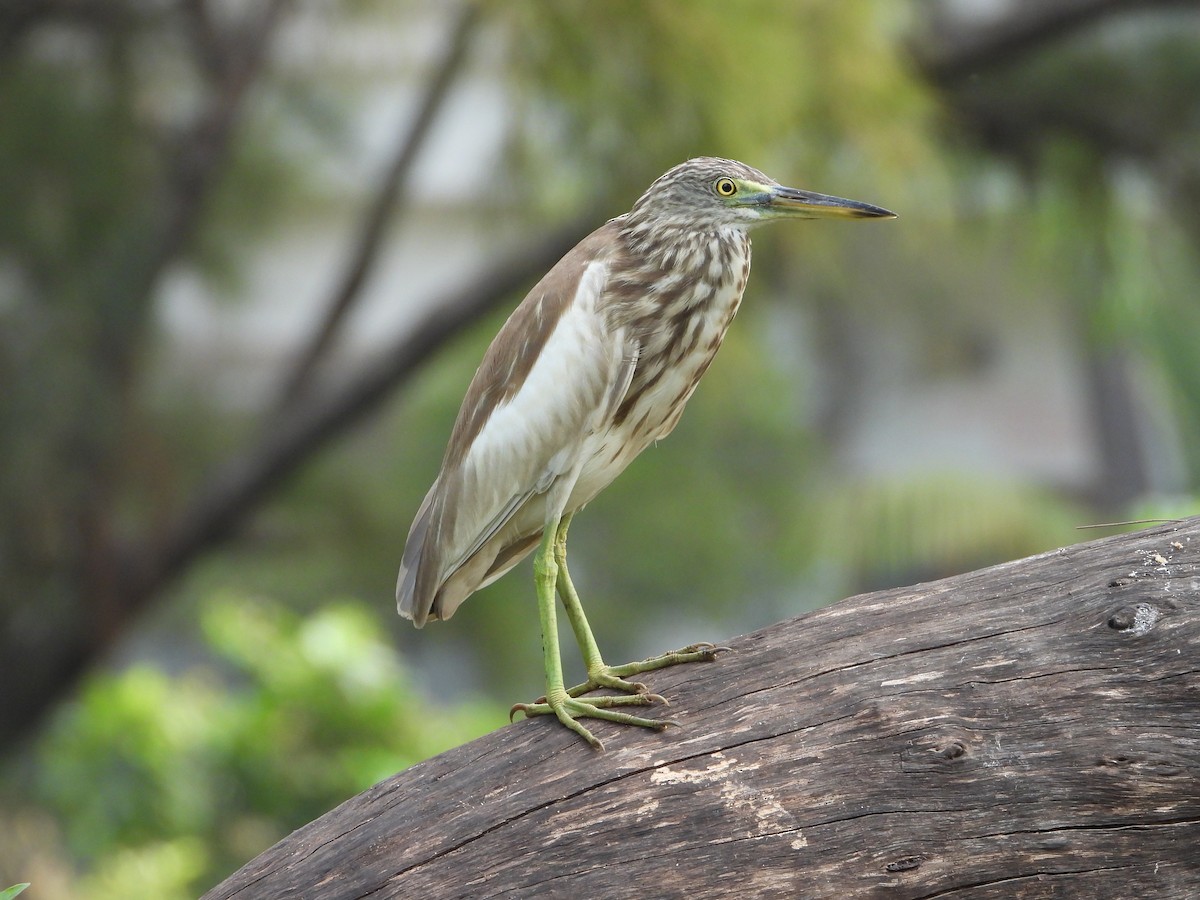 Indian Pond-Heron - ML650566905