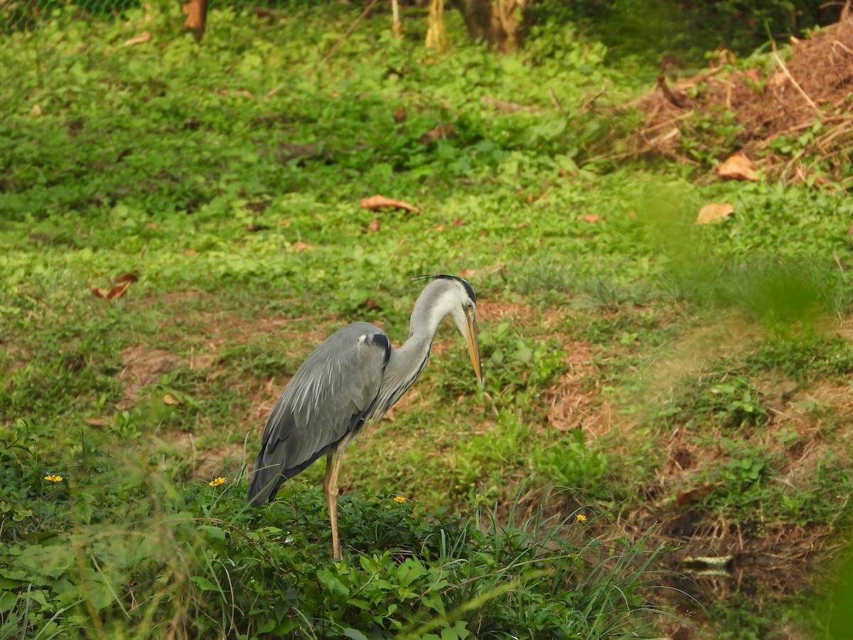 Gray Heron - ML650566917