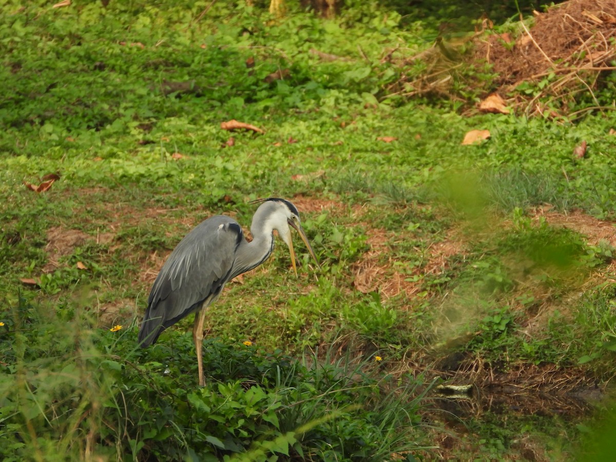 Gray Heron - ML650566918